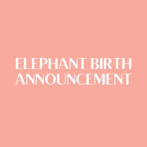 Elephant Birth Announcement