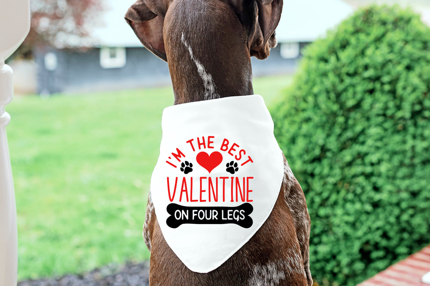 Dog Valentine SVG - I'm The Best Valentine On Four Legs